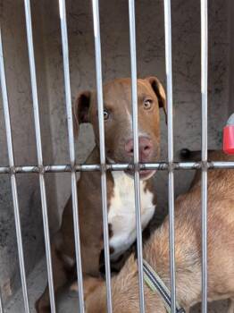 A479550 -  Pit Bull Terrier and Labrador Retriever Dog for Adoption in Oklahoma City, Oklahoma - A479550 | PetCurious