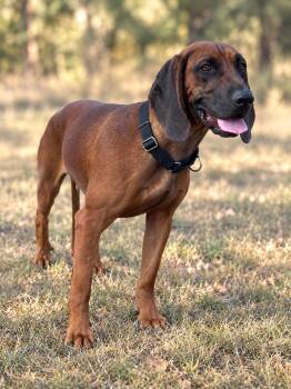 Cooper -  Hound Dog for Adoption in Helotes, Texas - Cooper | PetCurious