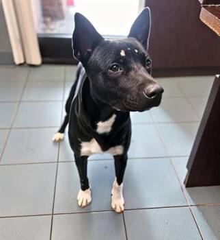 Rescue Mixed Breed Dogs for Adoption in Nashville, Tennessee - Watts | PetCurious