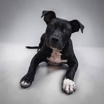 Labrador Retriever Dogs Available for Adoption in Williston, Vermont - Beau | PetCurious