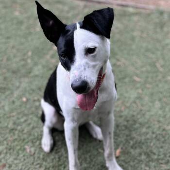 Rescue Retriever and Border Collie Dogs for Adoption in Pawleys Island, South Carolina - Toby Maguire | PetCurious