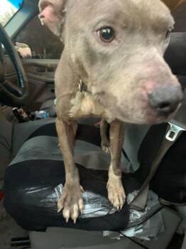 Rescue Pit Bull Terrier and Mixed Breed Dogs for Adoption in Knoxville, Tennessee - Maximus | PetCurious