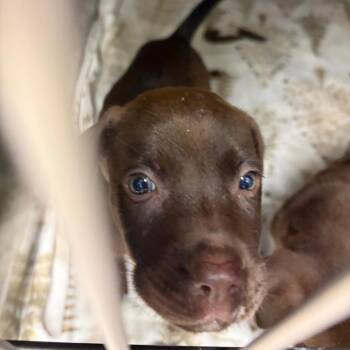 Brandi -  Mixed Breed Dog for Adoption in Lake Jackson, Texas - Brandi | PetCurious