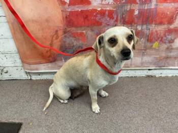 FREYA -  Chihuahua Dog Available for Adoption in San Bernardino, California - FREYA | PetCurious