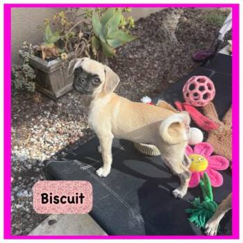 Biscuit -  Pug and Beagle Dog for Adoption in Dana Point, California - Biscuit | PetCurious