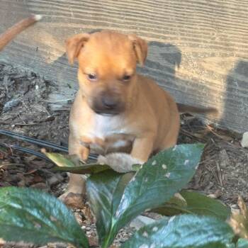 Spud -  Terrier Dog for Adoption in Waxhaw, North Carolina - Spud | PetCurious