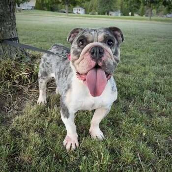 Coralee -  American Bulldog Dog Available for Adoption in Milton, Delaware - Coralee | PetCurious
