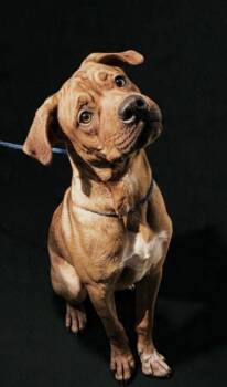 MILO -  Rhodesian Ridgeback Dog for Adoption in Olathe, Kansas - MILO | PetCurious