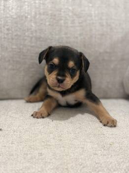 French Bulldog and Pug Dogs Available for Adoption - Rory | PetCurious