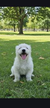 Puli and West Highland White Terrier Westie Dogs Available for Adoption in Hawthorne, California - Quincy | PetCurious