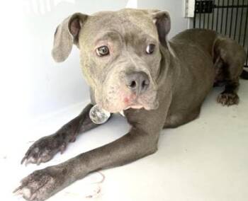 A657593 -  Pit Bull Terrier Dog for Adoption in Houston, Texas - A657593 | PetCurious