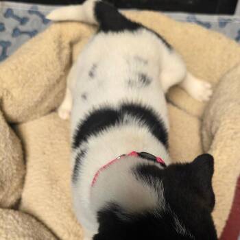 Mixed Breed Dogs Available for Adoption - Dottie | PetCurious