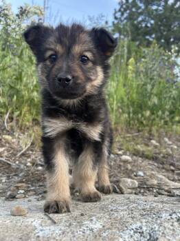 Bear Claw -  Shepherd Dog for Adoption in Spokane, Washington - Bear Claw | PetCurious