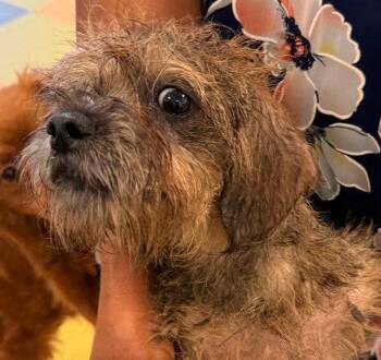 Tom -  Mixed Breed Dog for Adoption in New Castle, Delaware - Tom | PetCurious