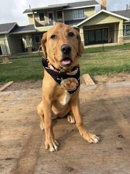 Labrador Retriever and Golden Retriever Dogs Available for Adoption in Austin, Texas - Cleo | PetCurious
