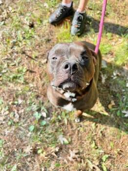 Shadow Queen -  American Bulldog Dog for Adoption in Muskegon, Michigan - Shadow Queen | PetCurious