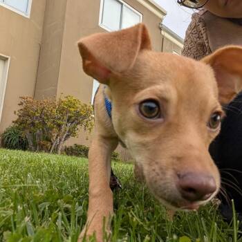 Angelina -  Chihuahua and Mixed Breed Dog for Adoption in San Francisco, California - Angelina | PetCurious