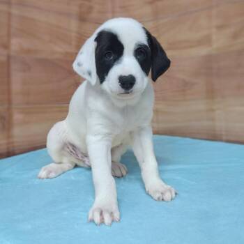 Caesar -  Labrador Retriever and Mixed Breed Dog for Adoption in Griswold, Connecticut - Caesar | PetCurious