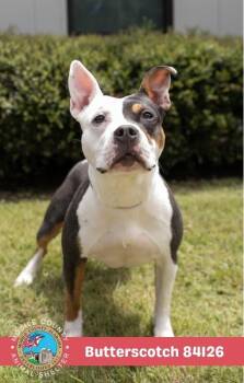 Butterscotch -  American Bulldog Dog for Adoption in Mobile, Alabama - Butterscotch | PetCurious