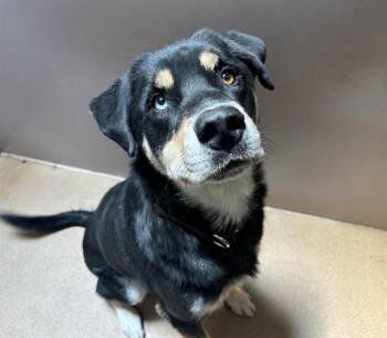 DOC -  Labrador Retriever and Siberian Husky Dog for Adoption in Martinez, California - DOC | PetCurious