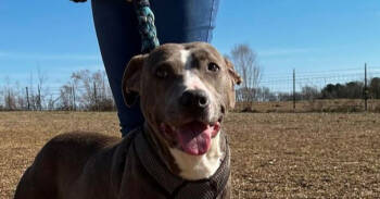 Rescue Pit Bull Terrier Dogs for Adoption in Troy, Alabama - Kenny | PetCurious