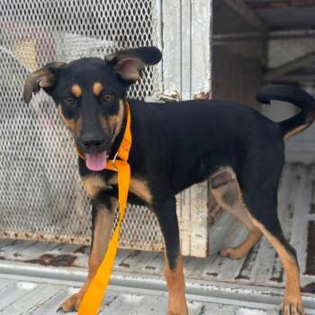 Draco -  German Shepherd Dog and Mixed Breed Dog for Adoption in Calverton, New York - Draco | PetCurious