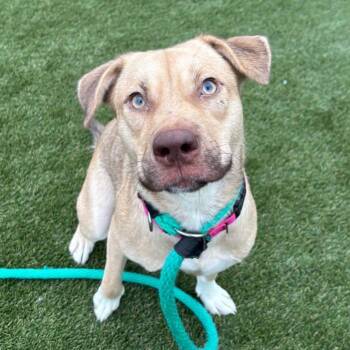 Cherie -  Mixed Breed Dog for Adoption in Philadelphia, Pennsylvania - Cherie | PetCurious