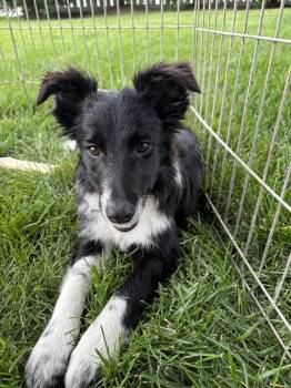 1155 Lotus -  Border Collie Dog for Adoption in Ringwood, Illinois - 1155 Lotus | PetCurious