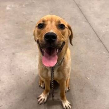 Achilles -  Labrador Retriever Dog for Adoption in Matteson, Illinois - Achilles | PetCurious