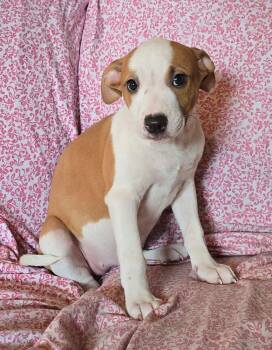 Hollyhock (foster needed) -  Beagle and Terrier Dog for Adoption in New York, New York - Hollyhock (foster Needed) | PetCurious