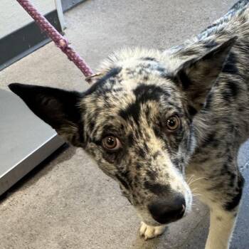 Rocky -  Mixed Breed Dog for Adoption in Las Cruces, New Mexico - Rocky | PetCurious