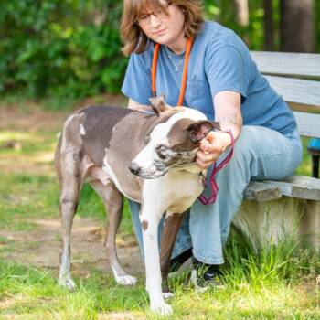 Mosaic -  Mixed Breed Dog for Adoption in Kennebunk, Maine - Mosaic | PetCurious