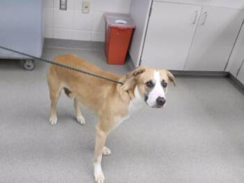 PICNIC -  Labrador Retriever Dog for Adoption in Omaha, Nebraska - PICNIC | PetCurious