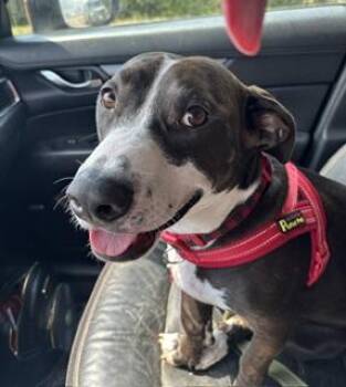 Basset Hound and Mixed Breed Dogs Available for Adoption in Little Rock, Arkansas - Sammich L Jackson (Sammy) | PetCurious