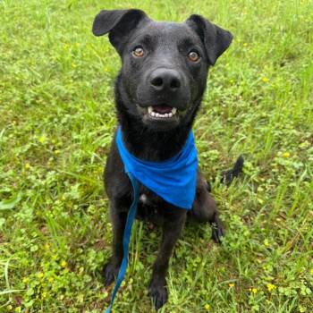 Alfred D70221 (Sponsored) -  Black Labrador Retriever and Mixed Breed Dog for Adoption in Minnetonka, Minnesota - Alfred D70221 (Sponsored) | PetCurious