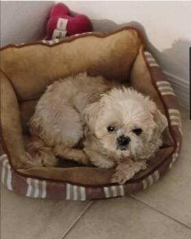 Fluffy -  Shih Tzu Dog Available for Adoption in Fort Lauderdale, Florida - Fluffy | PetCurious