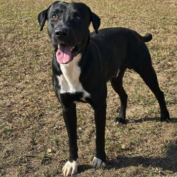 Rescue Labrador Retriever Dogs for Adoption in Valdosta, Georgia - Huckleberry | PetCurious