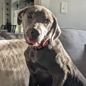 Waggi -  Mixed Breed Dog for Adoption in Lansing, Michigan - Waggi | PetCurious