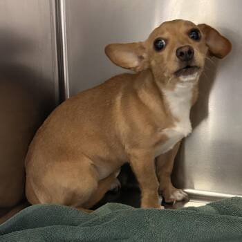 IVHS-Stray-143566 -  Chihuahua Dog for Adoption in San Gabriel, California - IVHS-Stray-143566 | PetCurious