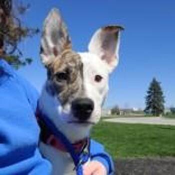 Mixed Breed Dogs Available for Adoption - Willow | PetCurious