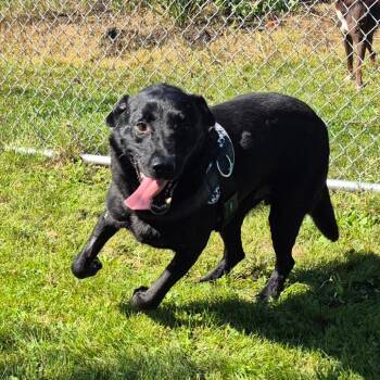 Arlo -  Black Labrador Retriever Dog for Adoption in Milford, Iowa - Arlo | PetCurious