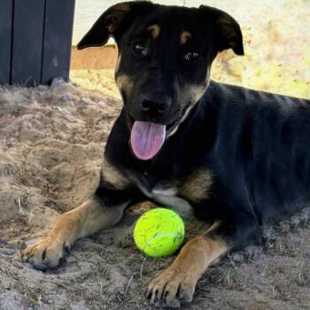 Rescue Hound and Shepherd Dogs for Adoption in Valdosta, Georgia - Olive | PetCurious