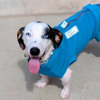 Lucas Lee -  Dachshund Dog for Adoption in Houston, Texas - Lucas Lee | PetCurious