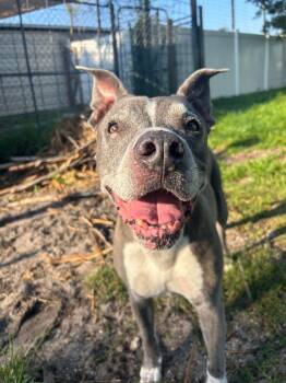 Gandolf -  Pit Bull Terrier Dog for Adoption in Sebastian, Florida - Gandolf | PetCurious