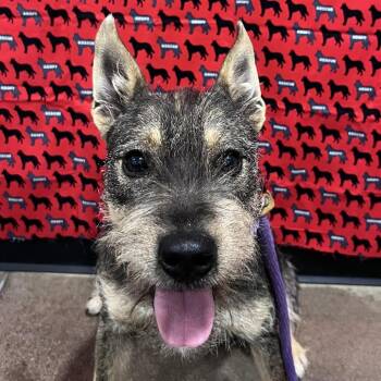 Wirehaired Terrier and Mixed Breed Dogs Available for Adoption in Washburn, Missouri - Rocky | PetCurious