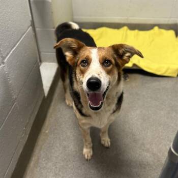 German Shepherd Dog and Mixed Breed Dogs Available for Adoption - HARLEY | PetCurious