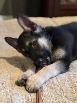 German Shepherd Dog Dogs Available for Adoption - Wade | PetCurious