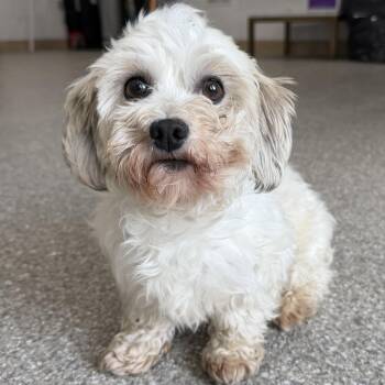 Cutie -  Havanese Dog for Adoption in Latrobe, Pennsylvania - Cutie | PetCurious