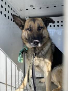 German Shepherd Dog Dogs Available for Adoption in Victorville, California - Lucas | PetCurious