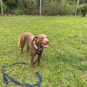 Chocolate Labrador Retriever Dogs Available for Adoption in Thomson, Georgia - Mariah | PetCurious